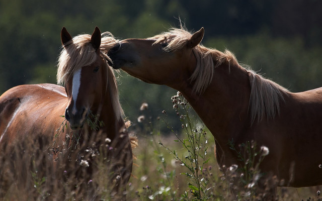 Horses tallgrass flower rubbing tonalism free wallpaper for desktop - medium preview image