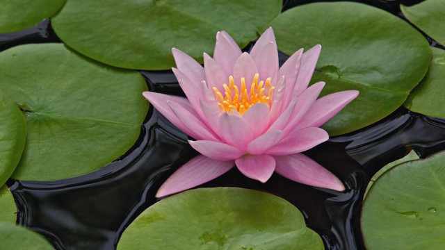 Pink water lily yellow center free wallpaper for desktop - medium preview image
