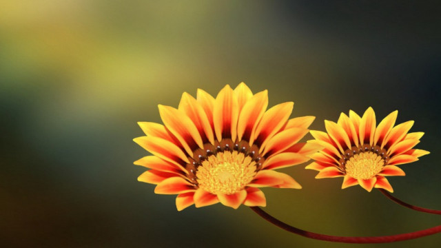 Yellow flower macro sunflower green free wallpaper for desktop - medium preview image