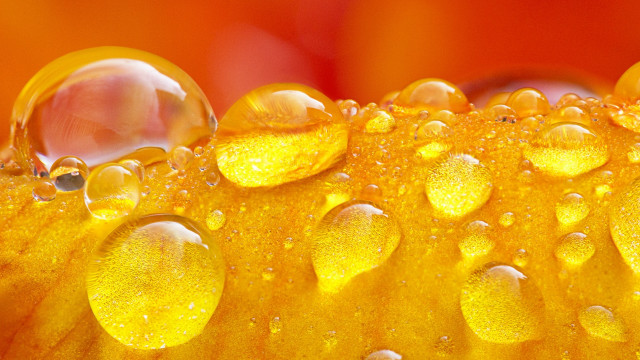 Yellow flower water droplets macro #16 free wallpaper for desktop - medium preview image