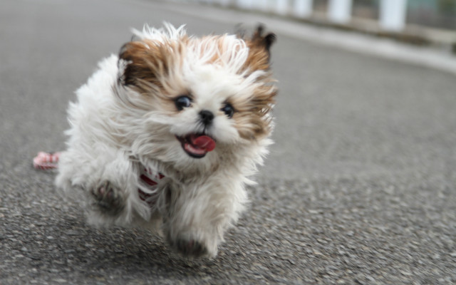 Small dog running impressionist motion free wallpaper for desktop - medium preview image