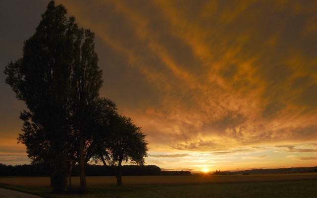 Sunset tree road field clouds free wallpaper for desktop - medium preview image