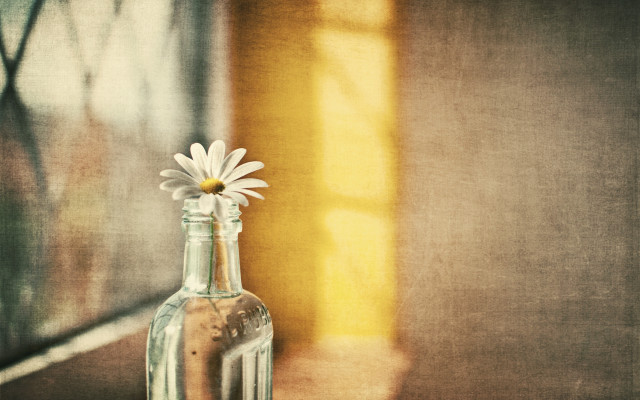 Glass bottle flower table window #2 free wallpaper for desktop - medium preview image