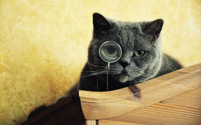Cat magnifyingglass woodenbox steampunk surrealism free wallpaper for desktop - medium preview image
