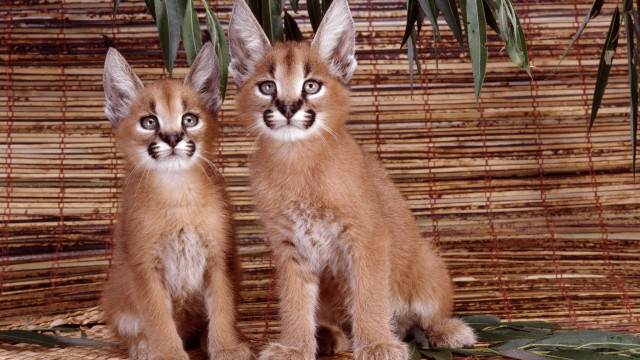 Tiny kittens mat plant bamboo free wallpaper for desktop - medium preview image