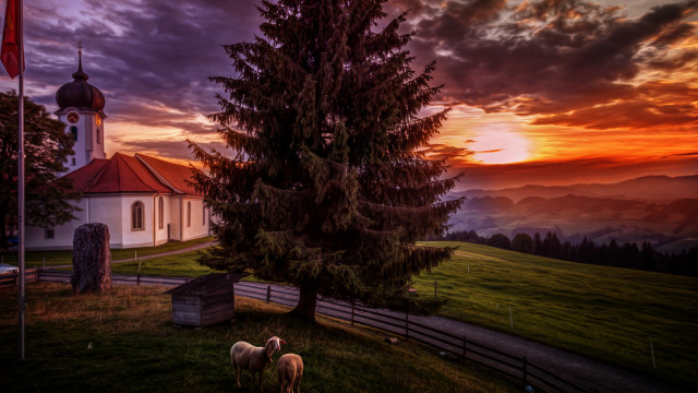 Church tree sunset sheep grass free wallpaper for desktop - medium preview image