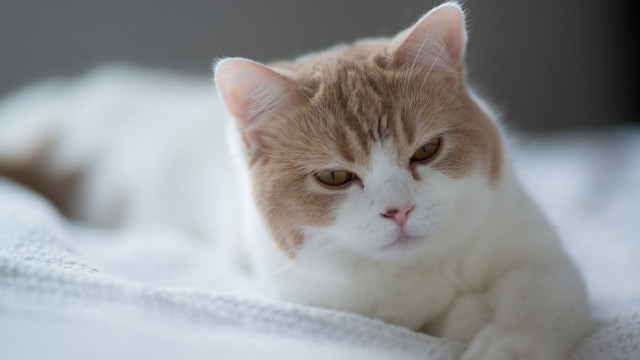 Cat blurry bed black gray free wallpaper for desktop - medium preview image