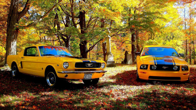 Yellow mustangs wooded autumn leaves free wallpaper for desktop - medium preview image