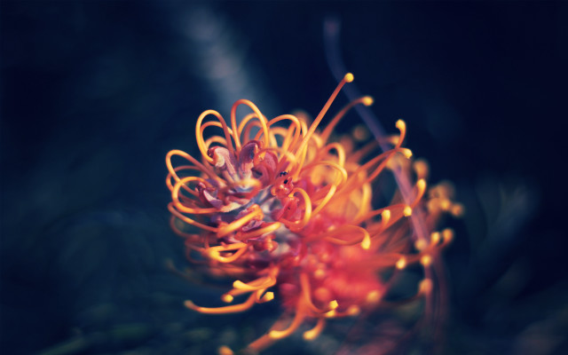 Flower fire breathing wings macro free wallpaper for desktop - medium preview image
