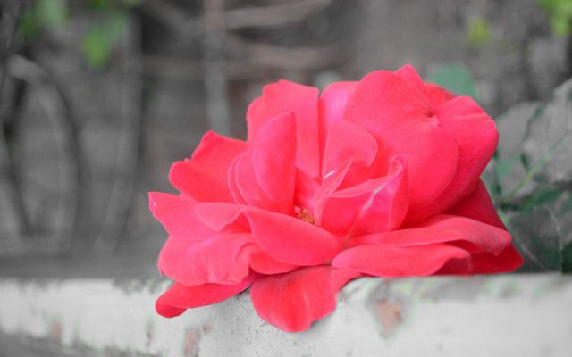 Red flower white vase green free wallpaper for desktop - medium preview image