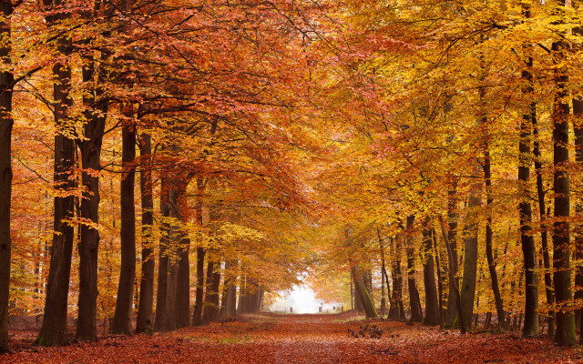 Forest path autumn leaves bare free wallpaper for desktop - medium preview image