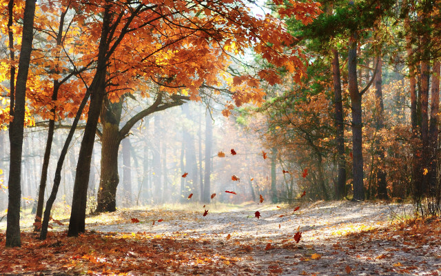 Autumn forest leaves sunbeam falling free wallpaper for desktop - medium preview image