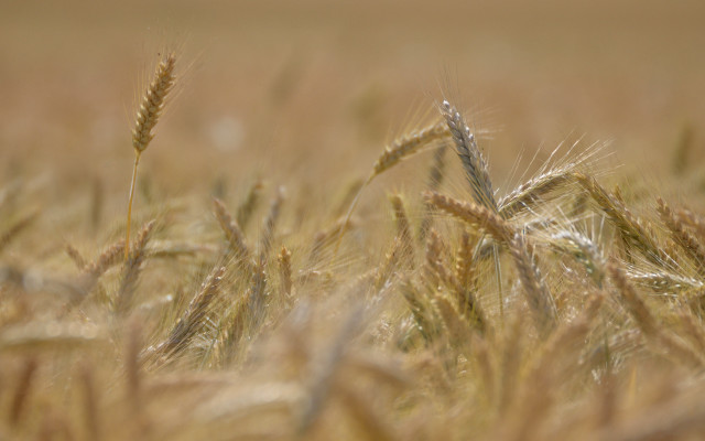 Wheat field tilt shift closeup free wallpaper for desktop - medium preview image