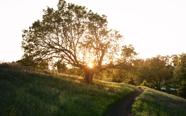 Tree hill sunshine autumn leaves free wallpaper for desktop - medium preview image