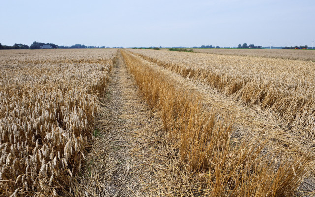 Wheat field trees blue sky free wallpaper for desktop - medium preview image
