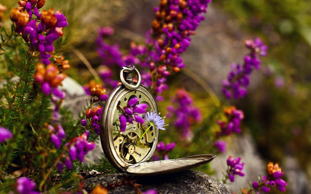 Pocketwatch rocks flowers purple macro free wallpaper for desktop - medium preview image