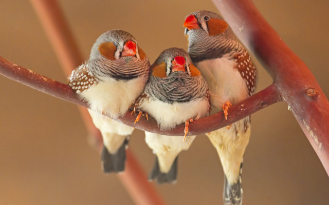 Three birds open beaks blurry free wallpaper for desktop - medium preview image
