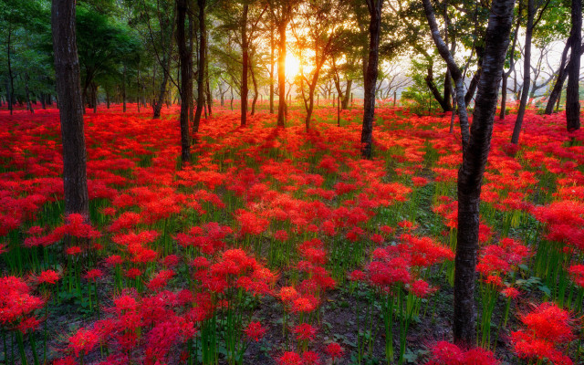 Red flower field sunset trees free wallpaper for desktop - medium preview image
