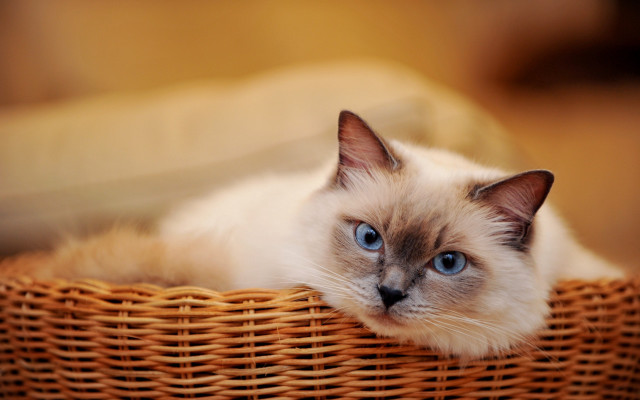 Cat basket blue eyes brown free wallpaper for desktop - medium preview image