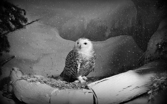 Snowy owl log snow black free wallpaper for desktop - medium preview image
