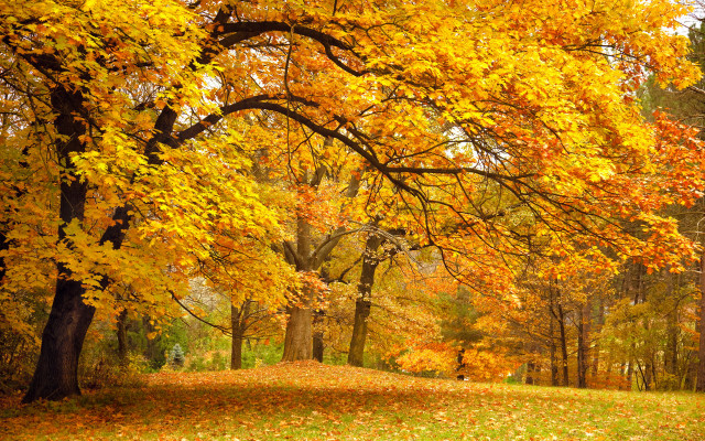 Park bench autumn leaves fiery free wallpaper for desktop - medium preview image