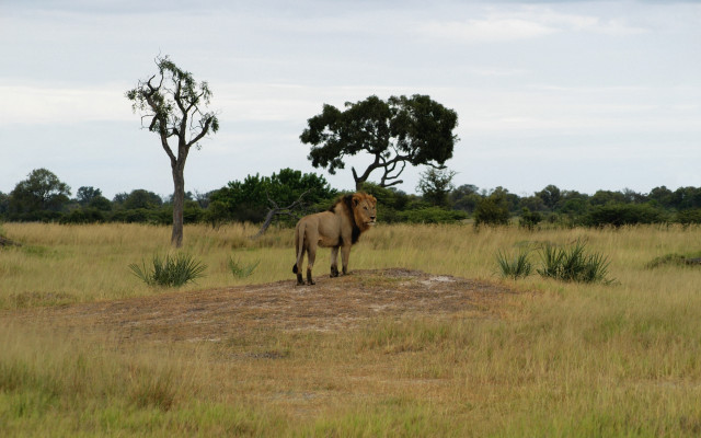 Lion drygrass tree bush wildlife free wallpaper for desktop - medium preview image