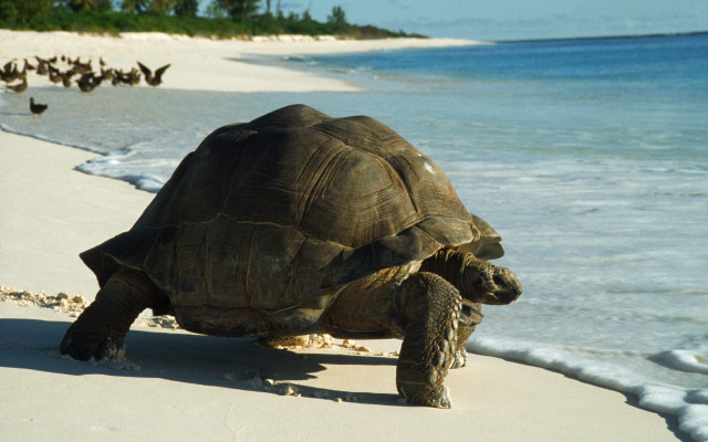 Large turtle beach ocean birds free wallpaper for desktop - medium preview image