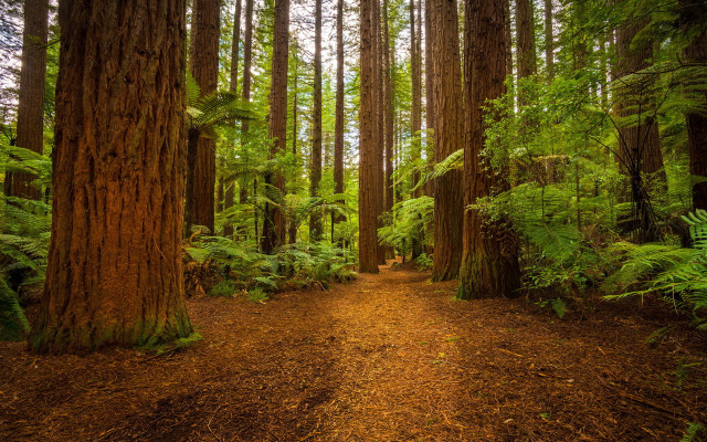 Forest path ferns trees trail free wallpaper for desktop - medium preview image