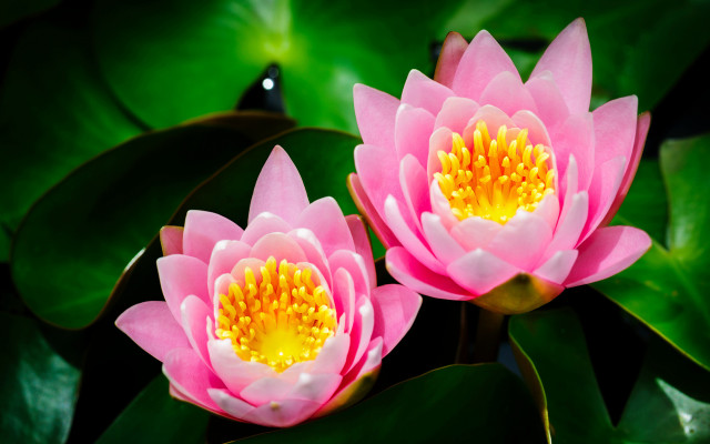 Pink flowers yellow center green free wallpaper for desktop - medium preview image