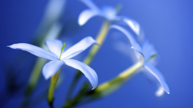 Flower blurry bokeh blue background #2 free wallpaper for desktop - medium preview image