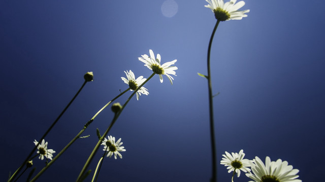 Daisy sun blue sky white free wallpaper for desktop - medium preview image