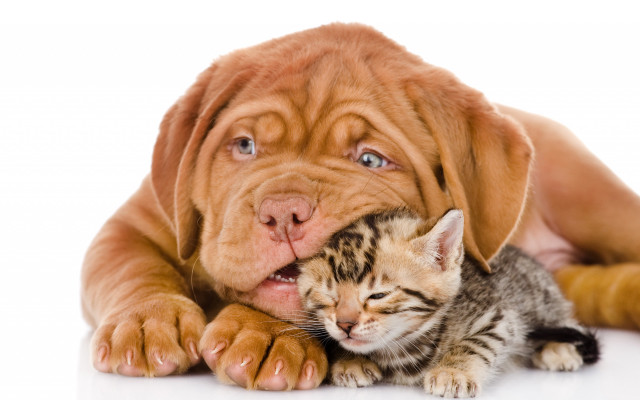 Dog kitten white background shiba free wallpaper for desktop - medium preview image