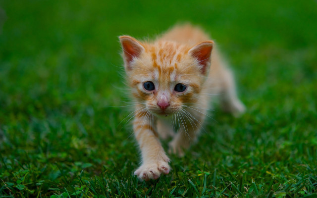 Small kitten green field blurry free wallpaper for desktop - medium preview image