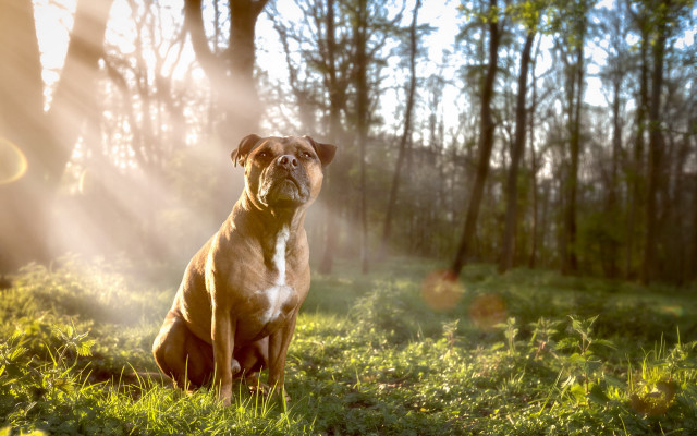 Dog grass woods sunshine autumn free wallpaper for desktop - medium preview image