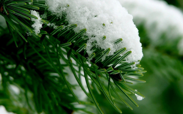 Pine tree snow needles green free wallpaper for desktop - medium preview image