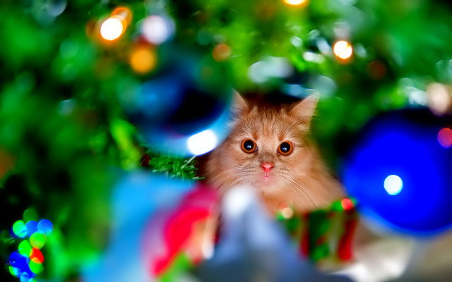 Cat christmas ornament lights blue free wallpaper for desktop - medium preview image