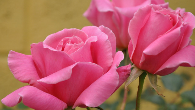 Pink roses vase yellow wall free wallpaper for desktop - medium preview image