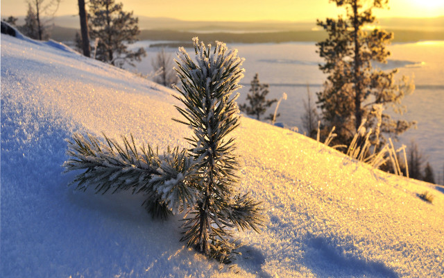 Small pine tree snowy hill free wallpaper for desktop - medium preview image
