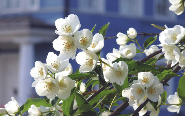 White flower blooming tree building free wallpaper for desktop - medium preview image