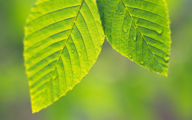 Green leaves sunlight woods naturalism free wallpaper for desktop - medium preview image