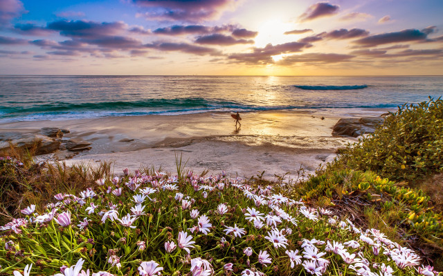 Beach sunset flowers horizon impressionist free wallpaper for desktop - medium preview image