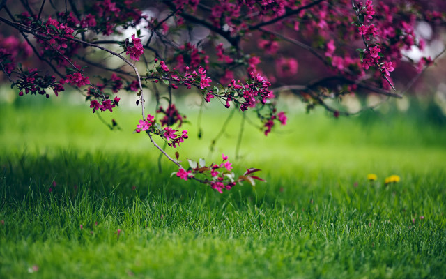 Pink flower tree bush blurry #2 free wallpaper for desktop - medium preview image