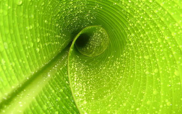 Green plant water droplets nature free wallpaper for desktop - medium preview image