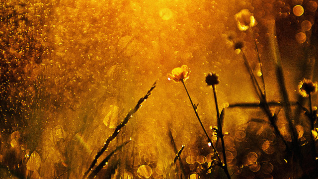 Rainy night field flowers sunshine free wallpaper for desktop - medium preview image