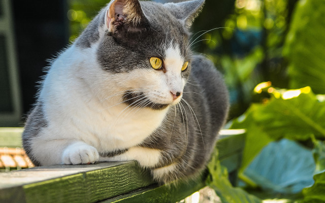 Curious cat on wooden bench free wallpaper for desktop - medium preview image