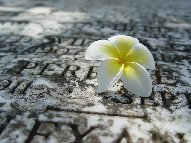 Flower memorial snow yellow concrete free wallpaper for desktop - medium preview image