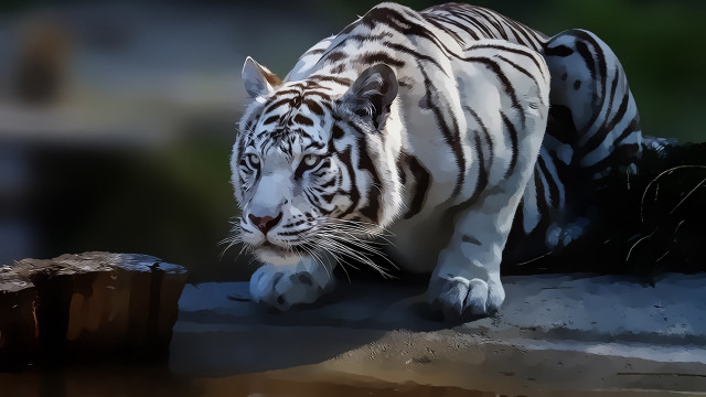 White tiger walking water tree #3 free wallpaper for desktop - medium preview image