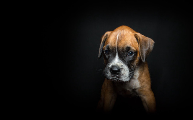 Brown white dog black background #3 free wallpaper for desktop - medium preview image