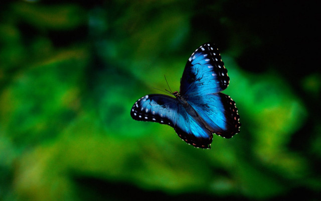 Blue butterfly green leaf macro free wallpaper for desktop - medium preview image
