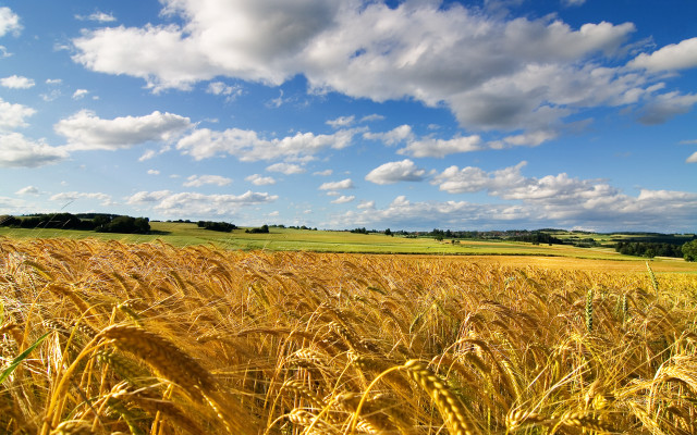 Wheat field blue sky clouds #25 free wallpaper for desktop - medium preview image
